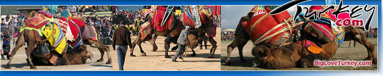 Turkish camel wrestling festival